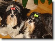 icu, Shih-Tzu