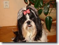 icu, Shih-Tzu
