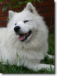 Samojed