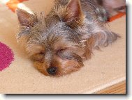Jorkšírský terier, Yorkshire Terrier,