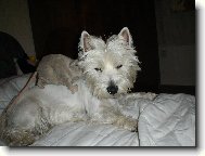 West Highland White Terrier