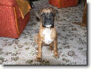 Deutscher Boxer