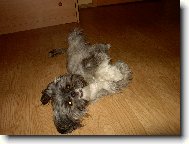 icu, Shih-Tzu