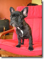 Bouledogue francais, French Bulldog
