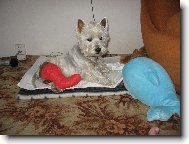 West Highland White Terrier