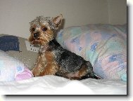 Jorkšírský terier, Yorkshire Terrier,