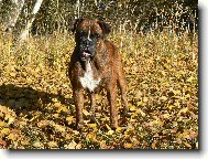 Deutscher Boxer