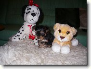 Jorkšírský terier, Yorkshire Terrier,