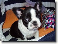 Bouledogue francais, French Bulldog