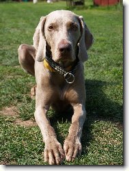 Weimaraner, Weimaraner Vorsterhund