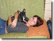 Bouledogue francais, French Bulldog