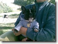 Bouledogue francais, French Bulldog