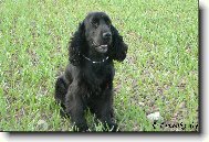 English Cocker Spaniel