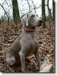 Weimaraner, Weimaraner Vorsterhund