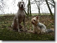 Weimaraner, Weimaraner Vorsterhund