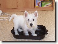 West Highland White Terrier