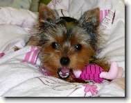 Jorkšírský terier, Yorkshire Terrier,