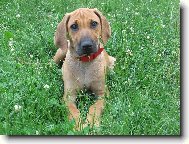 Rhodesian Ridgeback
