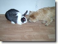 Cairn Terrier