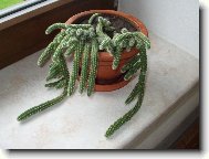 Chamecereus