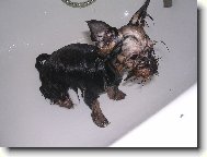 Jorkšírský terier, Yorkshire Terrier,