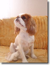 King charles spaniel \(Dog standard\)