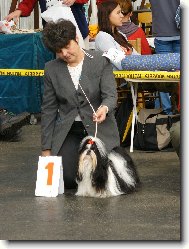 icu, Shih-Tzu