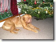 Dogue de Bordeaux