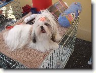 icu, Shih-Tzu