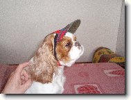 King charles spaniel \(Dog standard\)