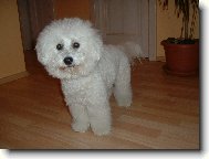 Bichon á poil frisé, Bichon Frise