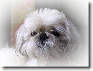 icu, Shih-Tzu