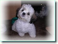 icu, Shih-Tzu