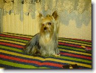 Jorkšírský terier, Yorkshire Terrier,