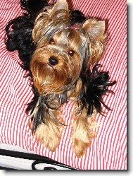 Jorkšírský terier, Yorkshire Terrier,
