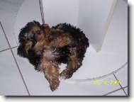 Jorkšírský terier, Yorkshire Terrier,