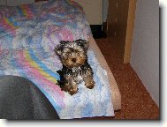 Jorkšírský terier, Yorkshire Terrier,