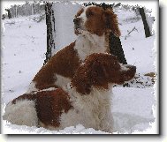 Irish Red and White Setter
