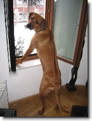 Rhodesian Ridgeback