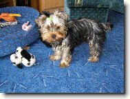 Jorkšírský terier, Yorkshire Terrier,