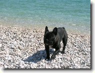 Bouledogue francais, French Bulldog