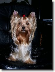 Jorkšírský terier, Yorkshire Terrier,