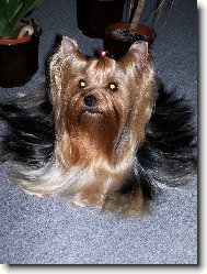 Jorkšírský terier, Yorkshire Terrier,