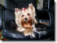 Jorkšírský terier, Yorkshire Terrier,