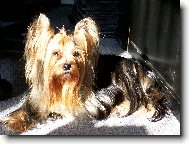 Jorkšírský terier, Yorkshire Terrier,