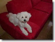 Bichon á poil frisé, Bichon Frise