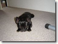 Bouledogue francais, French Bulldog