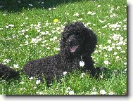 Poodle, Caniche