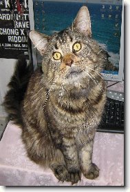 Maine Coon