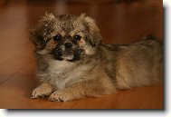 Tibetan Spaniel